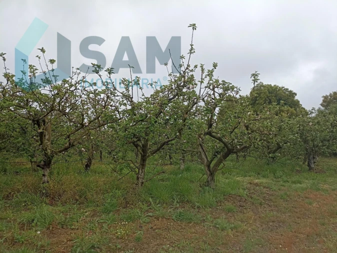 Terreno para Venda em Aldeia Galega da Merceana e Aldeia Gavinha Foto 5
