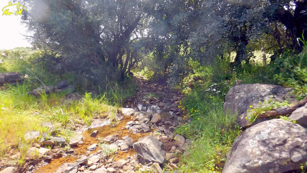 Terreno Agricola ou Rústico para Venda em Azinhal Foto 12