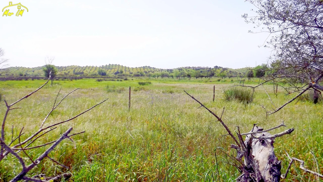 Terreno Agricola ou Rústico para Venda em Azinhal Foto 9