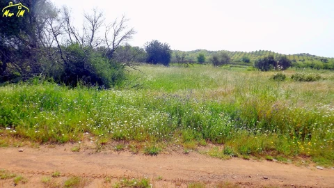 Terreno Agricola ou Rústico para Venda em Azinhal