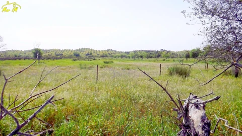 Terreno Agricola ou Rústico para Venda em Azinhal