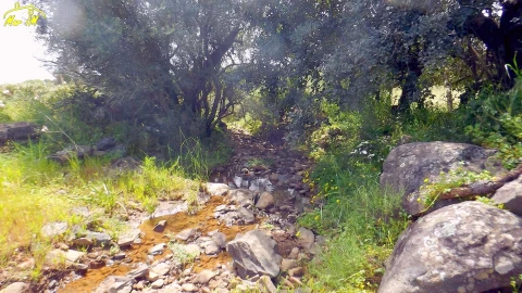 Terreno Agricola ou Rústico para Venda em Azinhal