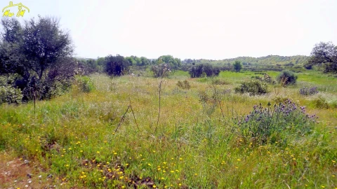 Terreno Agricola ou Rústico para Venda em Azinhal