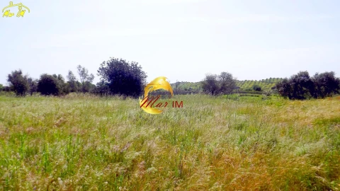 Terreno Agricola ou Rústico para Venda em Azinhal