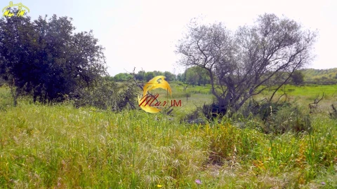 Terreno Agricola ou Rústico para Venda em Azinhal