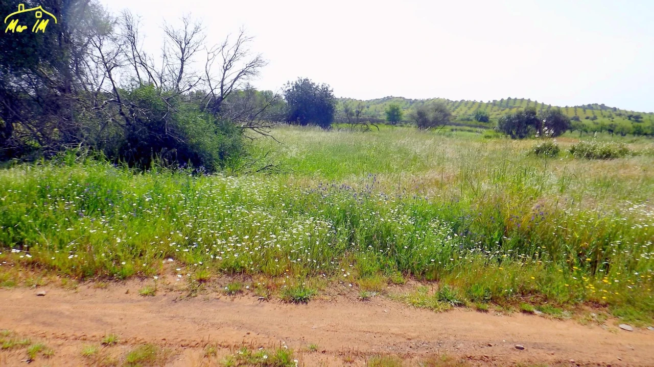 Terreno Agricola ou Rústico para Venda em Azinhal Foto 5