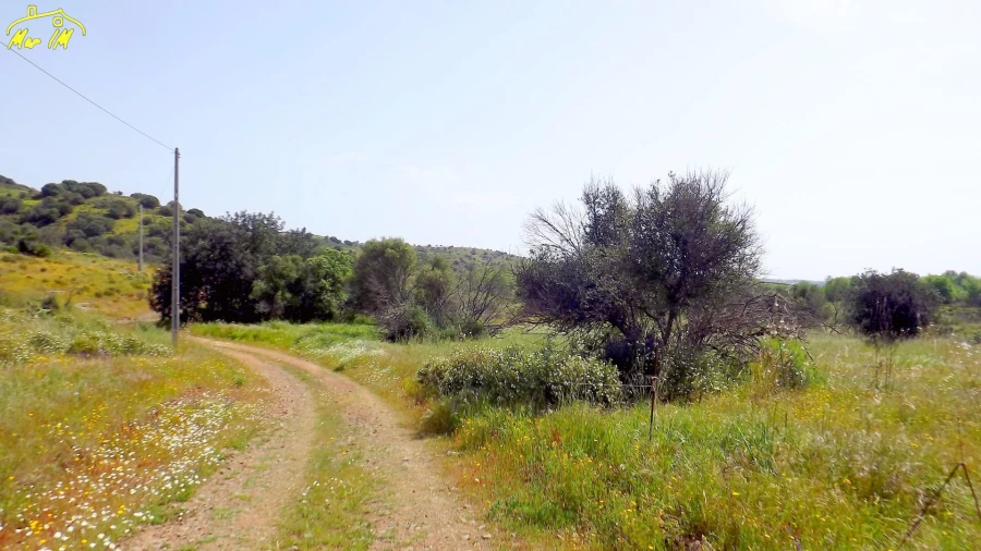Terreno Agricola ou Rústico para Venda em Azinhal Foto 5