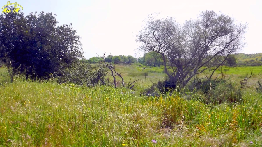 Terreno Agricola ou Rústico para Venda em Azinhal Foto 8