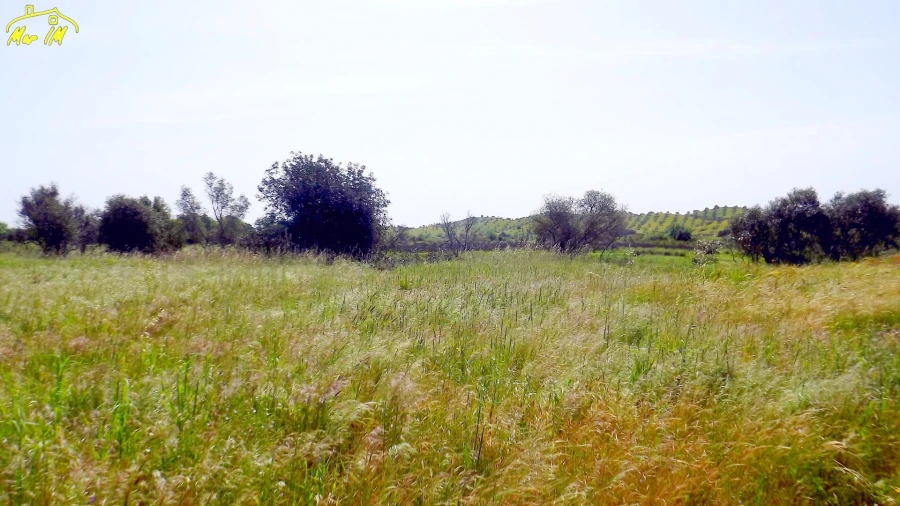Terreno Agricola ou Rústico para Venda em Azinhal Foto 3