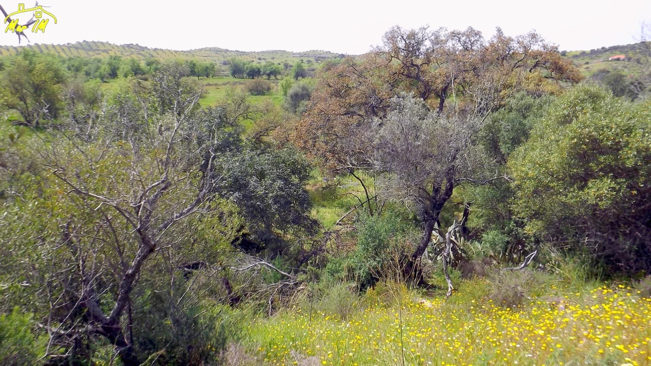 Terreno Agricola ou Rústico para Venda em Azinhal Foto 11