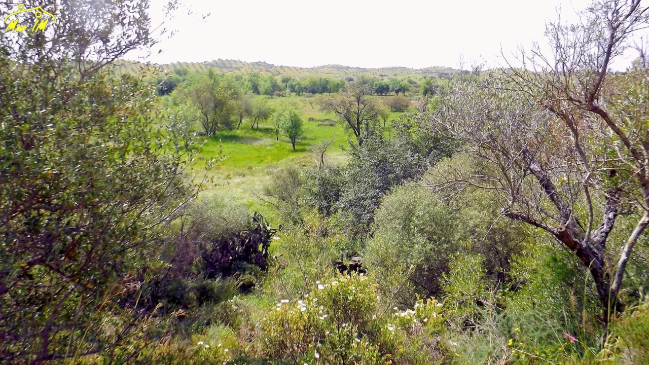 Terreno Agricola ou Rústico para Venda em Azinhal Foto 14