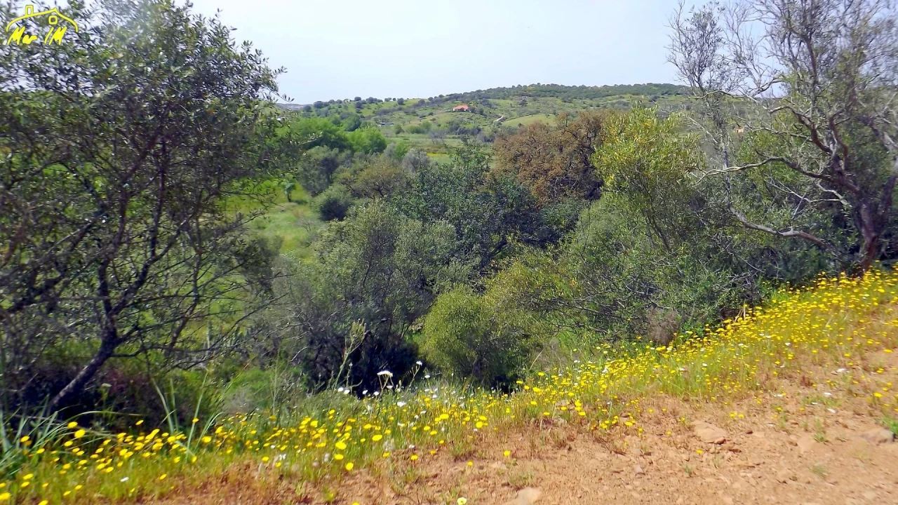 Terreno Agricola ou Rústico para Venda em Azinhal Foto 15