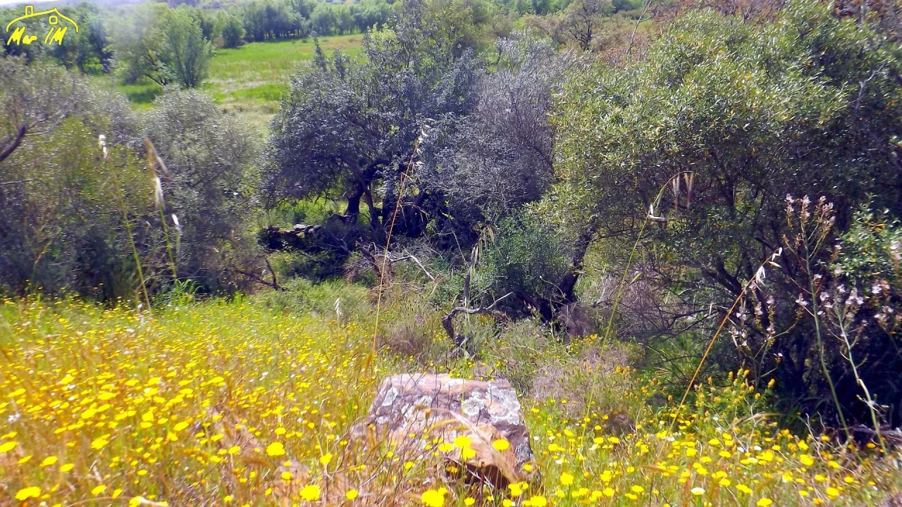 Terreno Agricola ou Rústico para Venda em Azinhal Foto 3