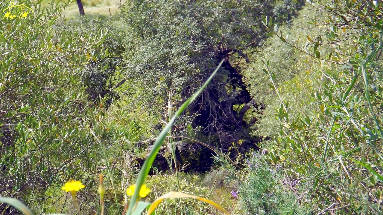 Terreno Agricola ou Rústico para Venda em Azinhal Foto 4