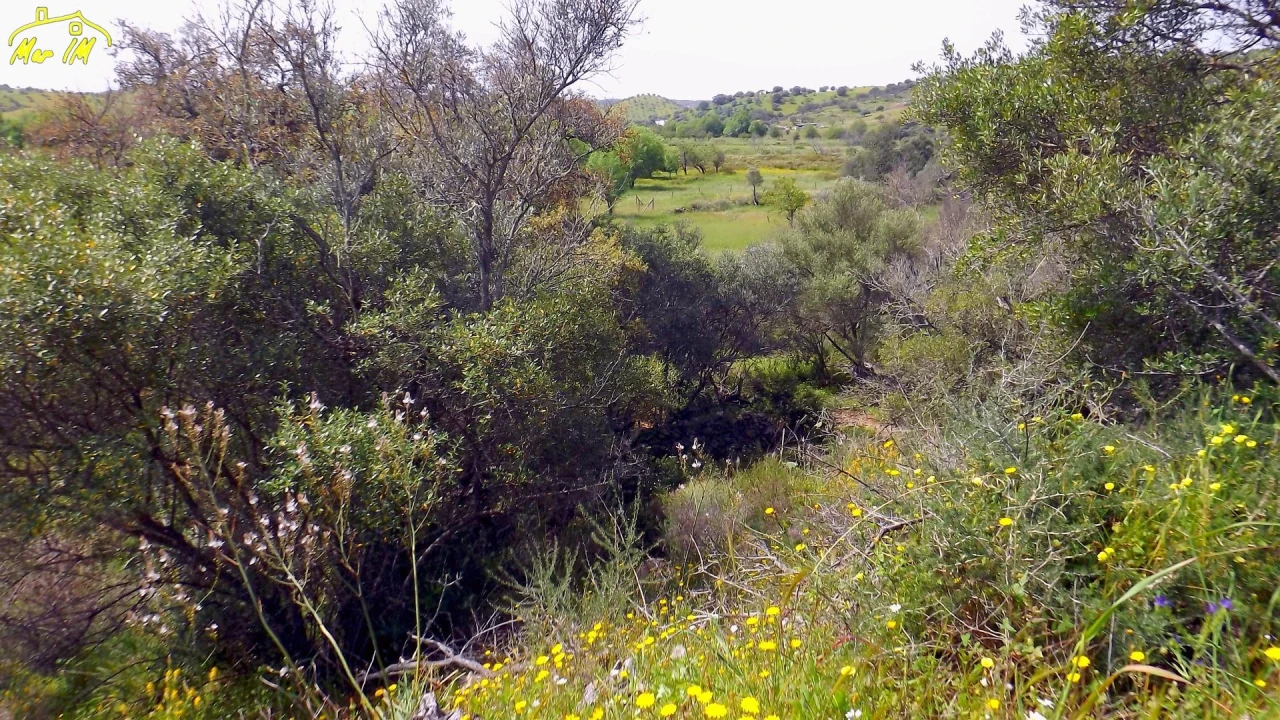 Terreno Agricola ou Rústico para Venda em Azinhal Foto 5