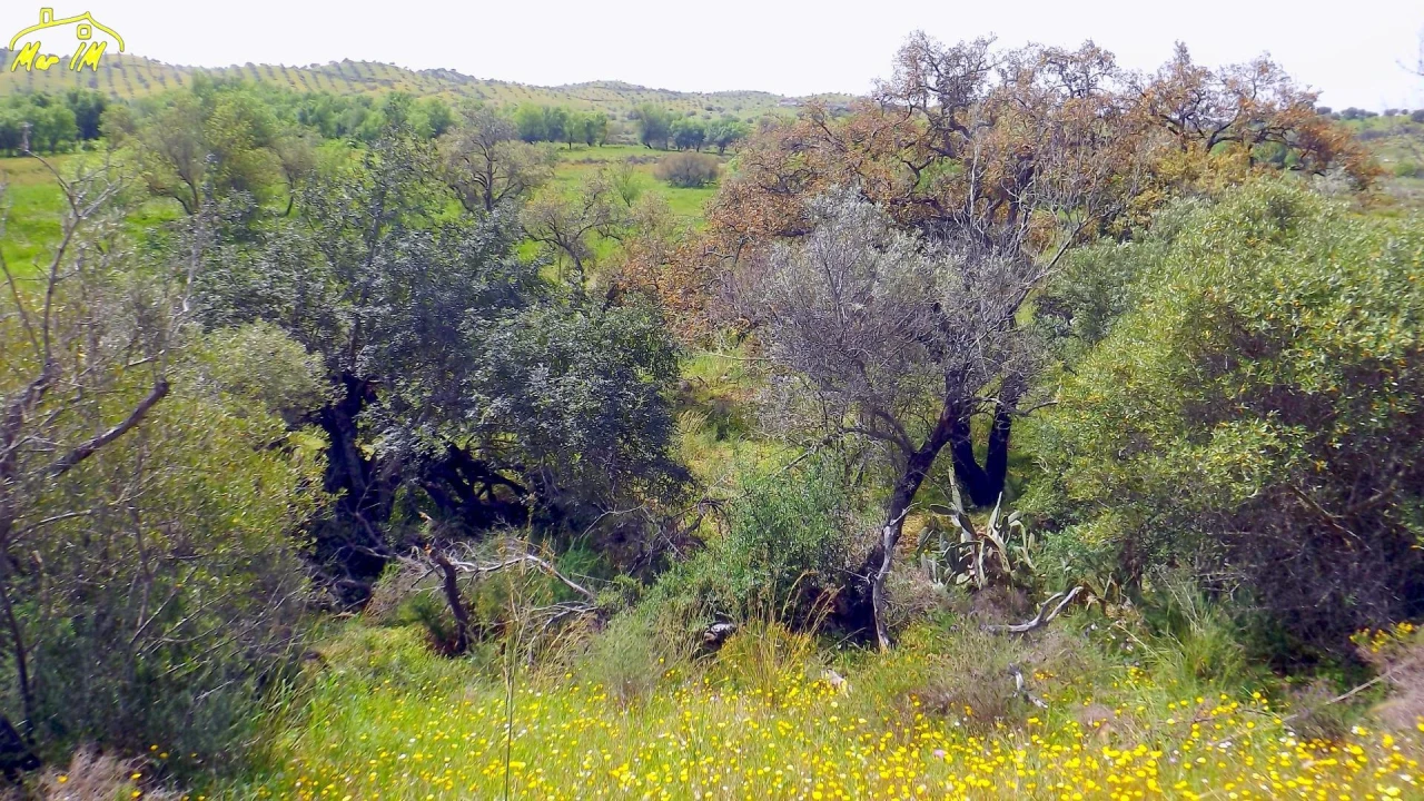 Terreno Agricola ou Rústico para Venda em Azinhal Foto 8