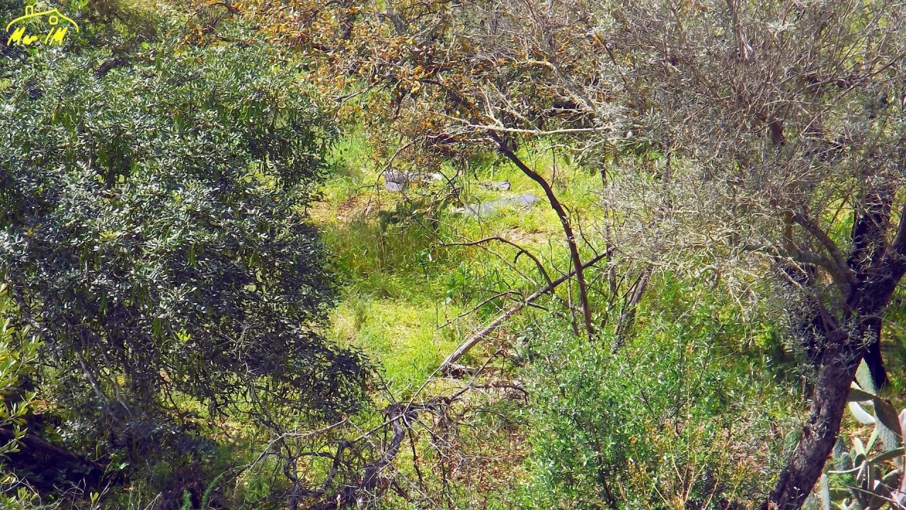 Terreno Agricola ou Rústico para Venda em Azinhal Foto 9