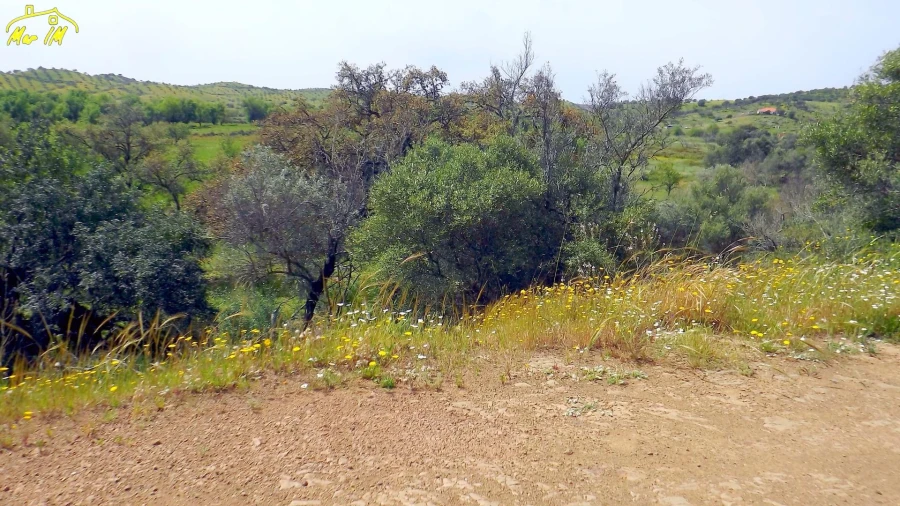 Terreno Agricola ou Rústico para Venda em Azinhal Foto 1
