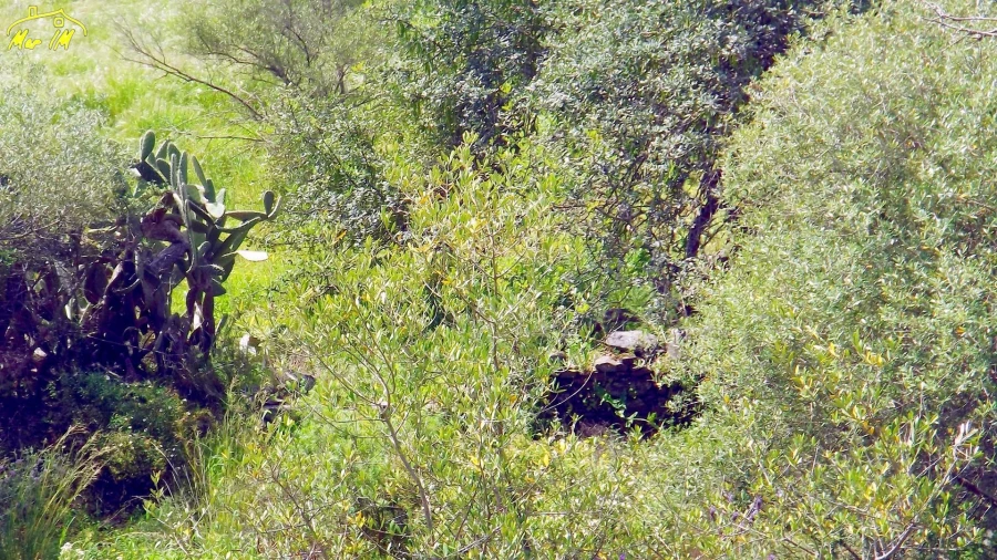 Terreno Agricola ou Rústico para Venda em Azinhal Foto 12