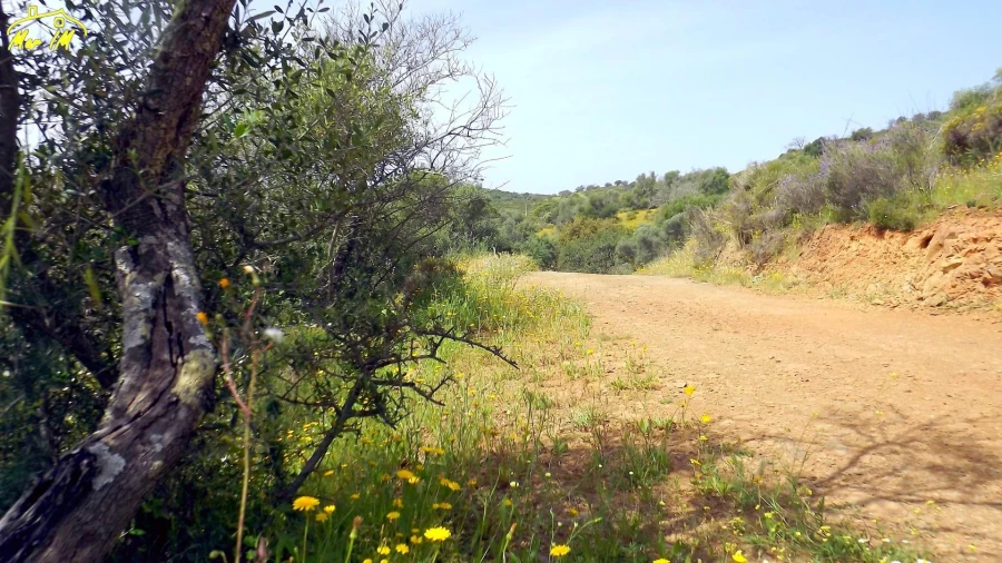 Terreno Agricola ou Rústico para Venda em Azinhal Foto 2