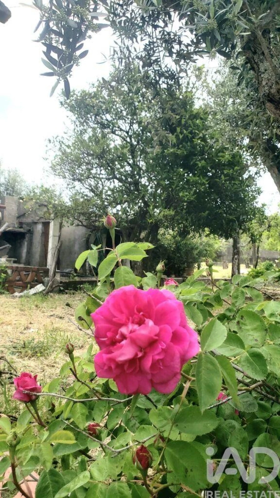 Terreno para Venda em Cardigos Foto 13