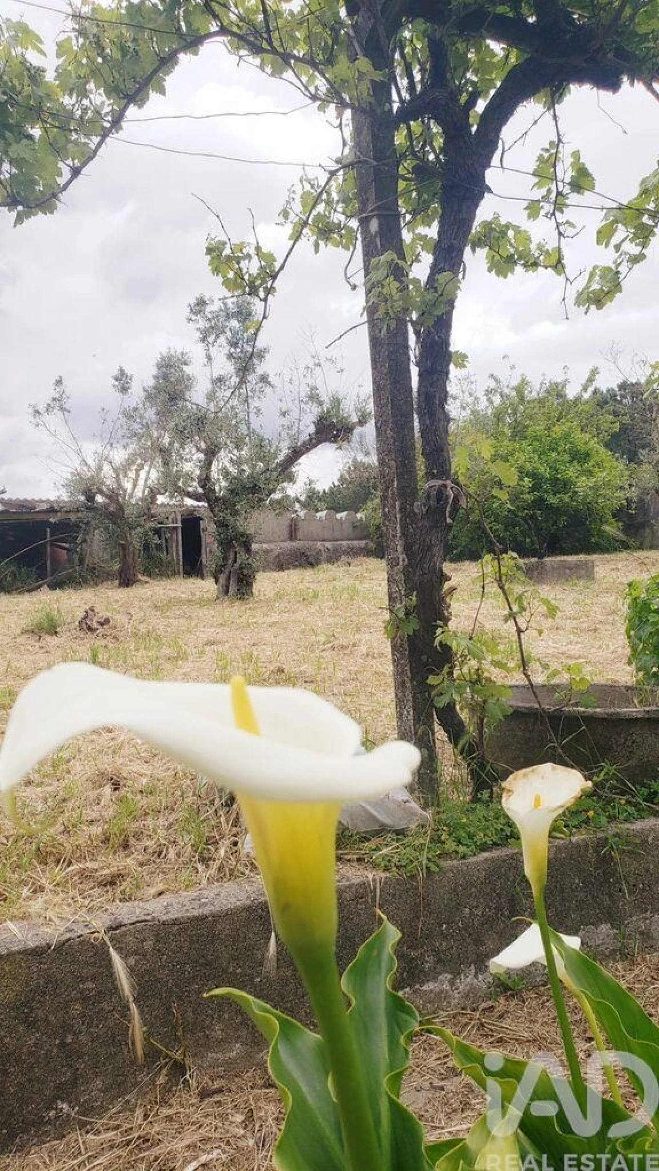 Terreno para Venda em Cardigos Foto 16