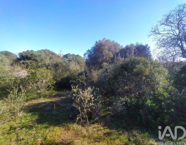 Terreno para Venda em Barão de São Miguel Foto 21