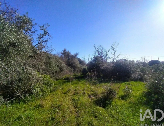 Terreno para Venda em Barão de São Miguel Foto 20
