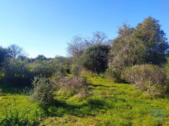 Terreno para Venda em Barão de São Miguel Foto 6
