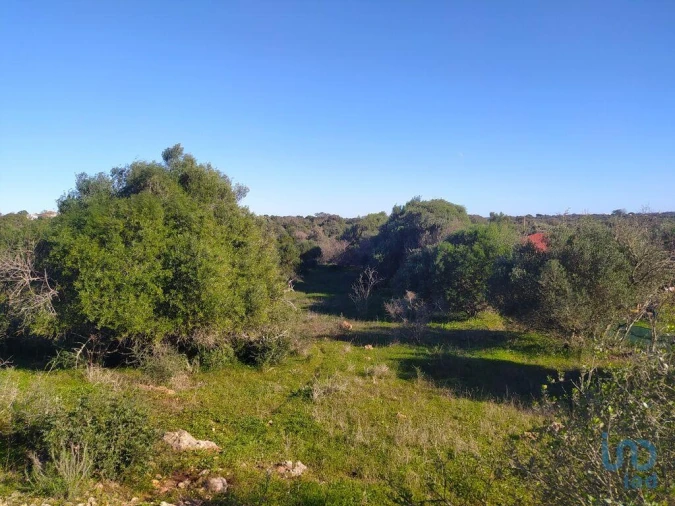 Terreno para Venda em Barão de São Miguel Foto 8