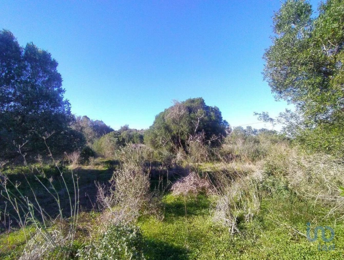 Terreno para Venda em Barão de São Miguel Foto 12