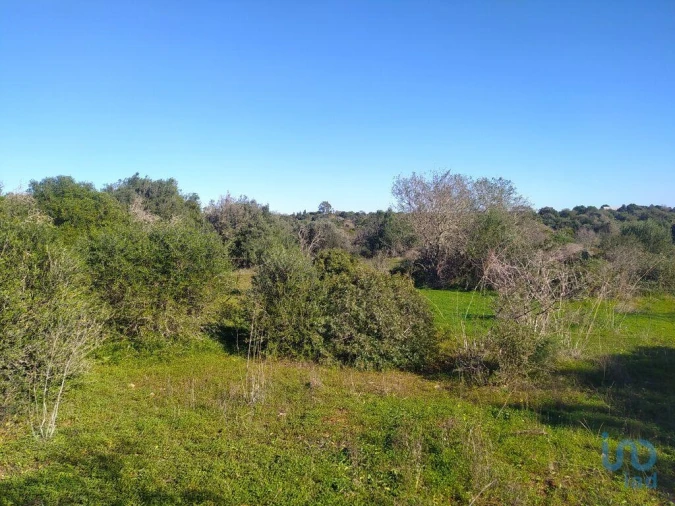 Terreno para Venda em Barão de São Miguel Foto 13