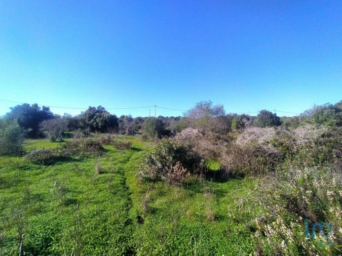 Terreno para Venda em Barão de São Miguel Foto 4