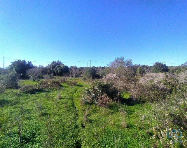 Terreno para Venda em Barão de São Miguel Foto 10