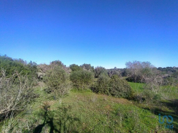 Terreno para Venda em Barão de São Miguel Foto 14