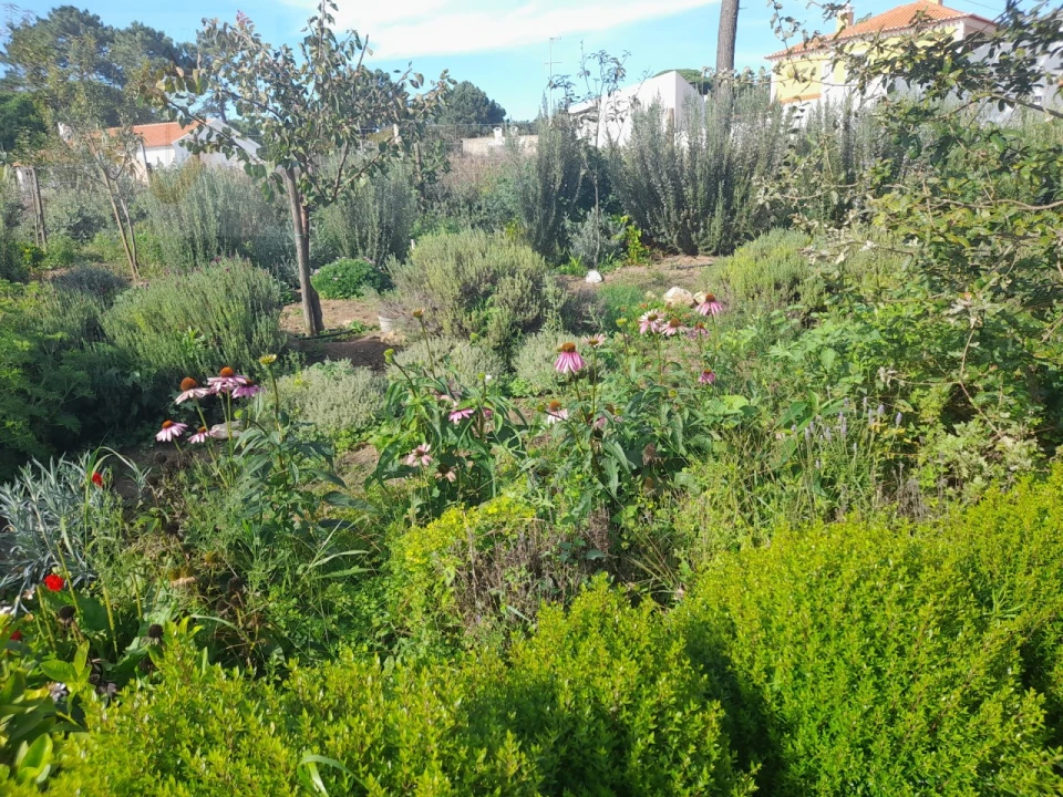 Terreno para Venda em Colares Foto 9
