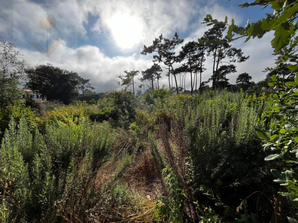 Terreno para Venda em Colares Foto 10