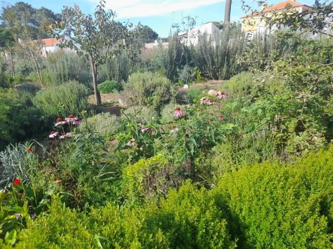 Terreno para Venda em Colares Foto 9