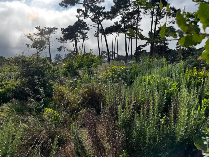 Terreno para Venda em Colares Foto 11