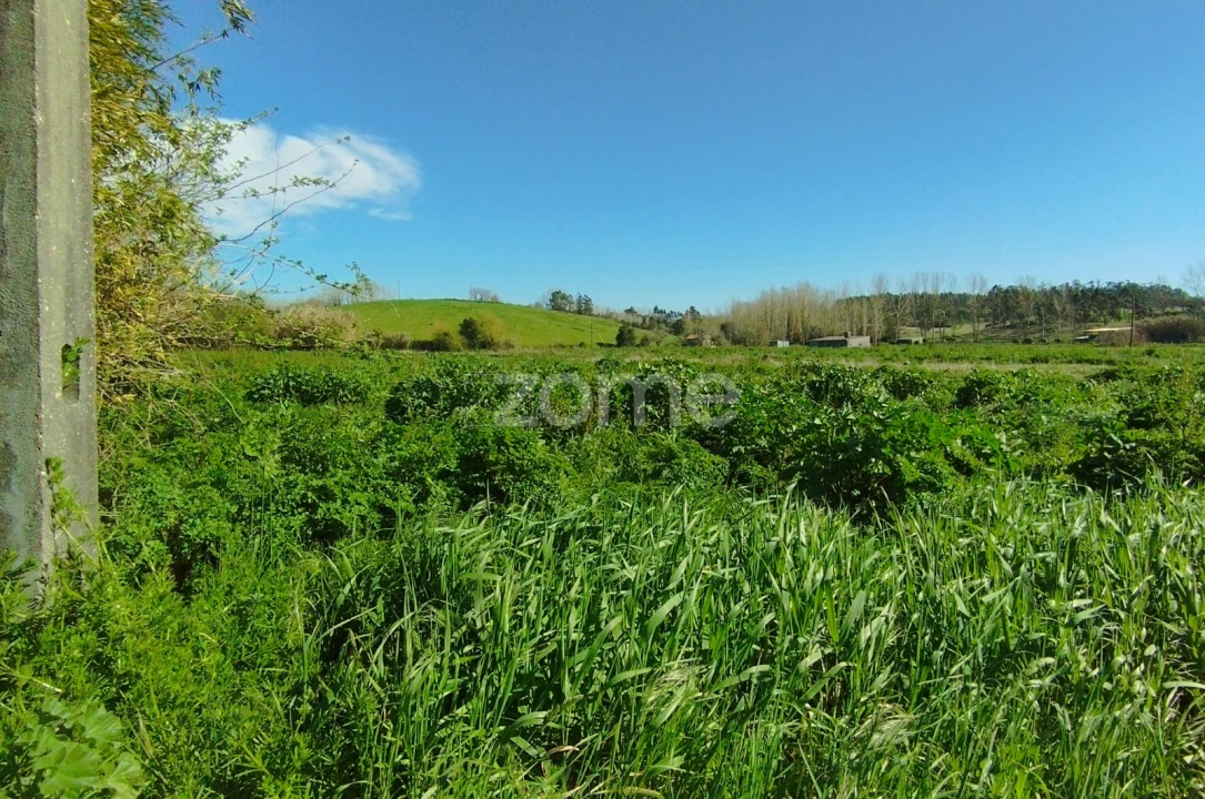Terreno para Venda em Monte Real e Carvide Foto 4