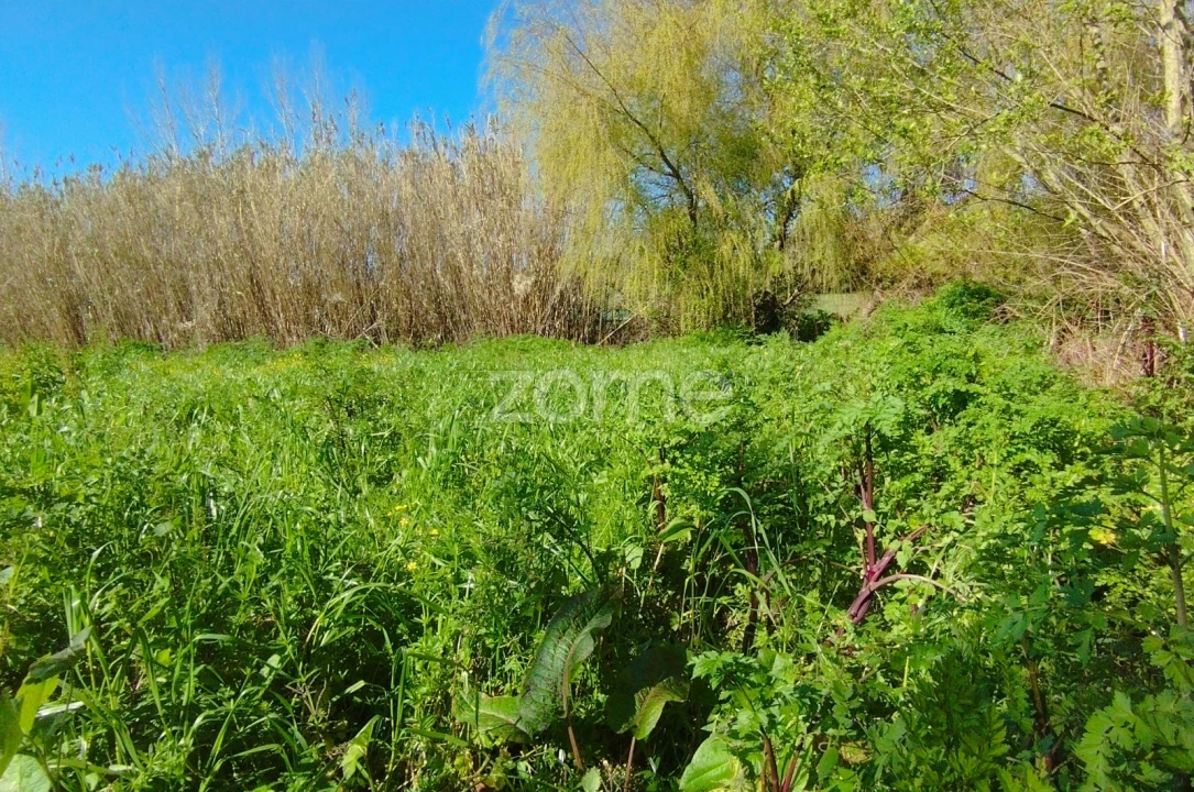 Terreno para Venda em Monte Real e Carvide Foto 6