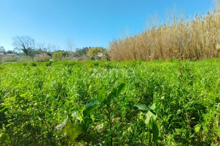 Terreno para Venda em Monte Real e Carvide Foto 8