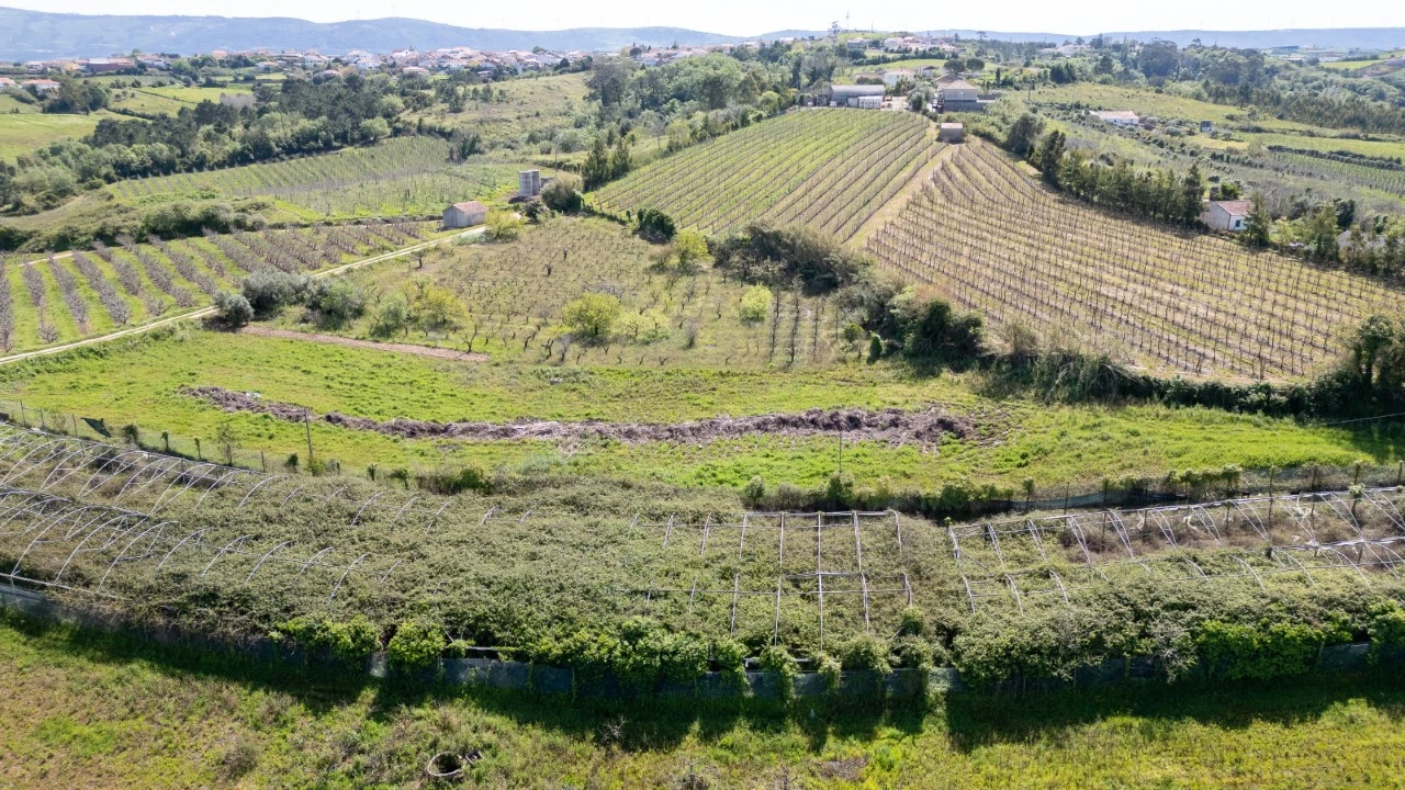 Terreno Agricola ou Rústico para Venda em Evora de Alcobaça Foto 6