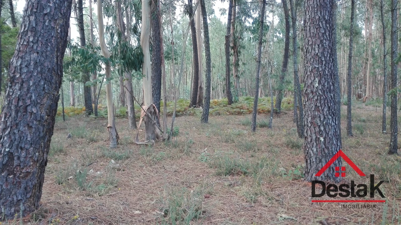 Terreno para Venda em São Miguel do Mato Foto 6