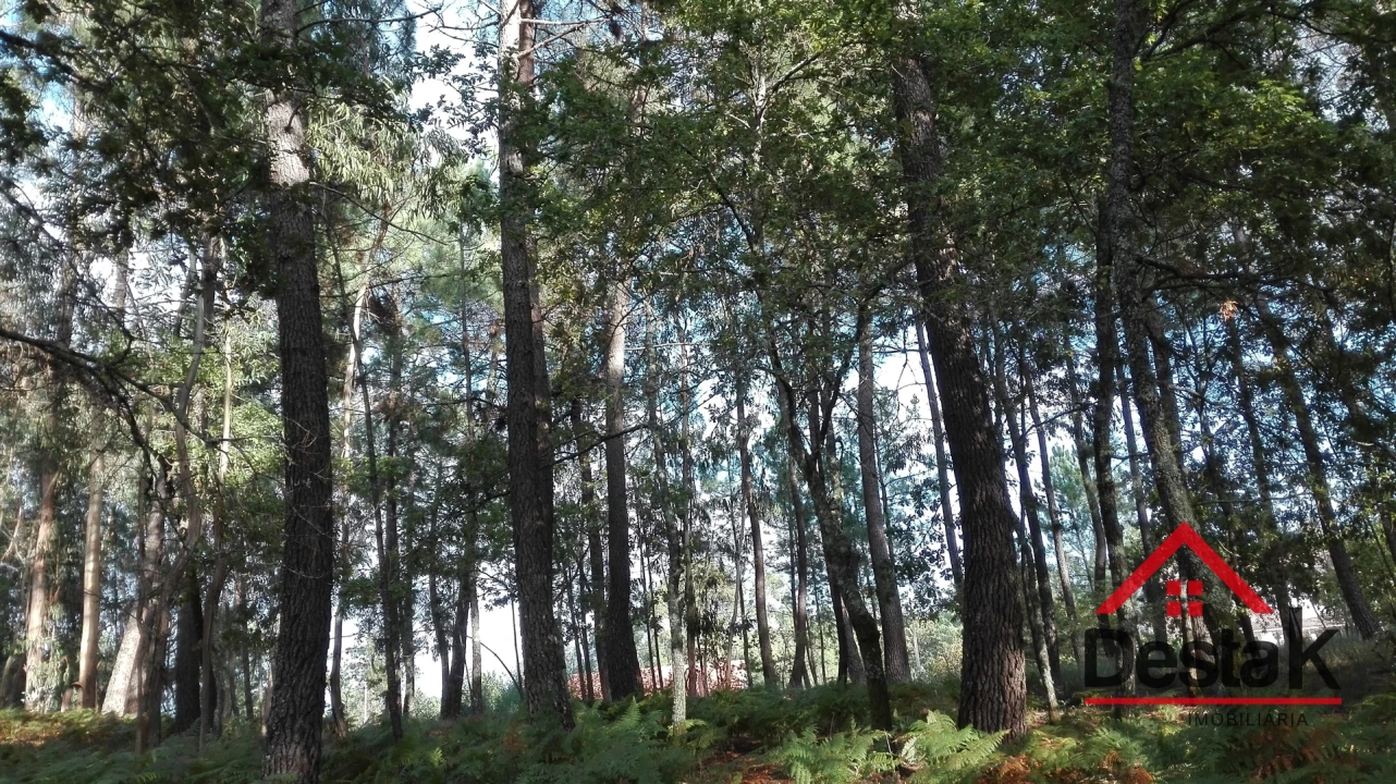 Terreno para Venda em São Miguel do Mato Foto 7