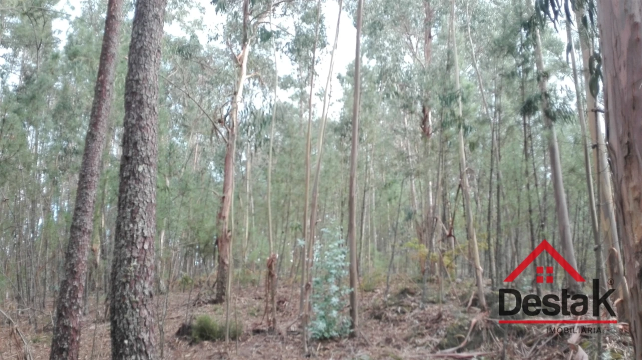 Terreno para Venda em São Miguel do Mato Foto 11