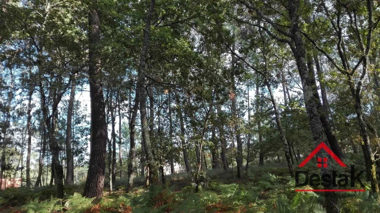 Terreno para Venda em São Miguel do Mato Foto 8