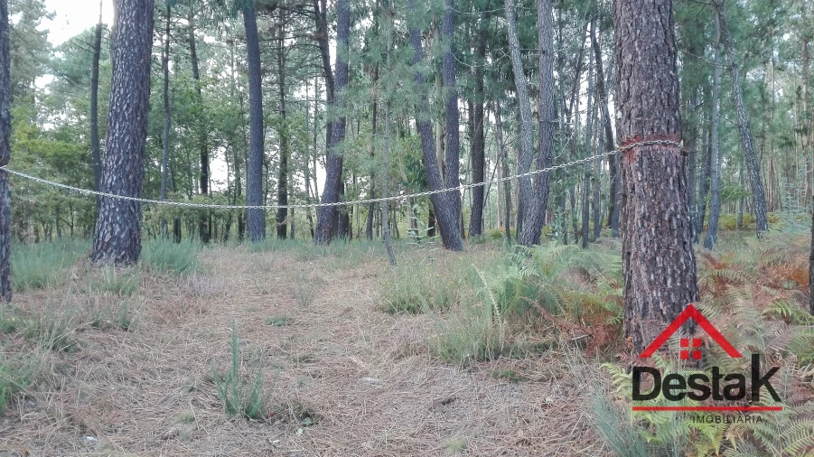 Terreno para Venda em São Miguel do Mato Foto 3
