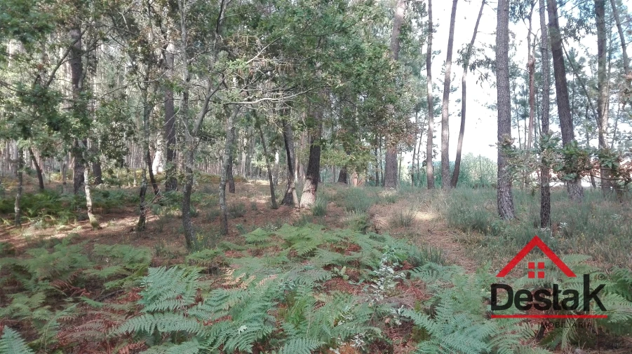 Terreno para Venda em São Miguel do Mato