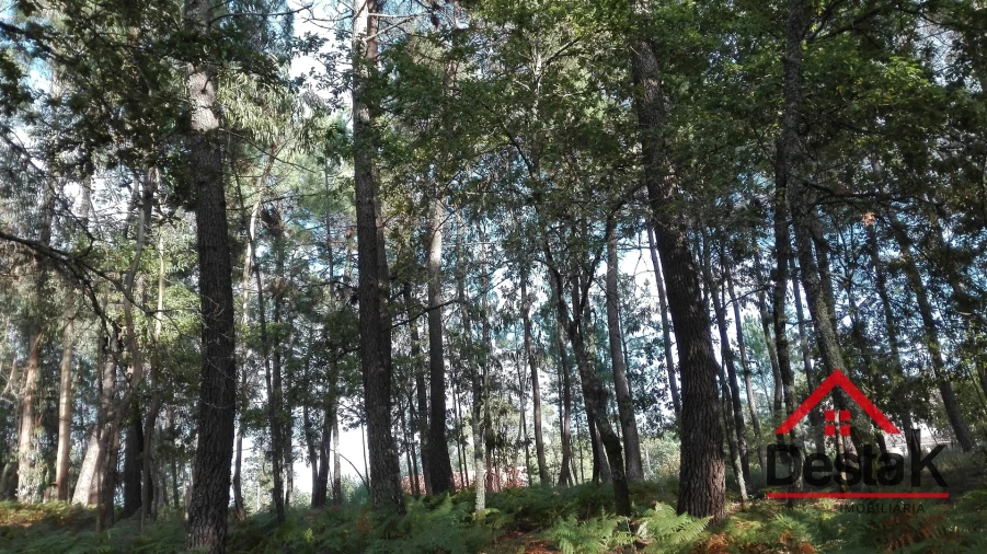Terreno para Venda em São Miguel do Mato Foto 7